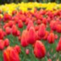 Tulip Orange Cassini – 15 Bright Orange Tulip Bulbs, thumbnail 2 of 4