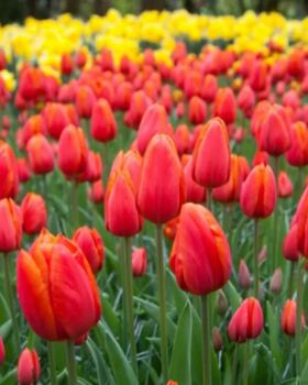 Tulip Orange Cassini – 15 Bright Orange Tulip Bulbs, 2 of 4