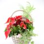 Large Christmas Indoor Planted Basket, thumbnail 3 of 3