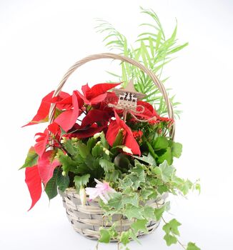 Large Christmas Indoor Planted Basket, 3 of 3
