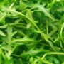 Salad Plants Rocket 12 X Plant Pack, thumbnail 3 of 5