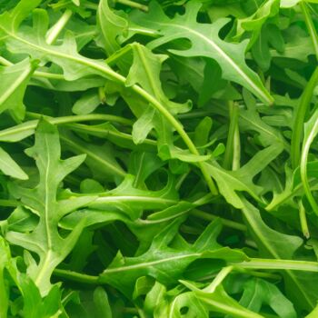 Salad Plants Rocket 12 X Plant Pack, 3 of 5