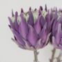 Purple Protea Dried Flowers, thumbnail 1 of 5