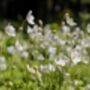 Anemone Plants, 'Honorine Jobert', thumbnail 5 of 8