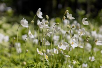 Anemone Plants, 'Honorine Jobert', 5 of 8
