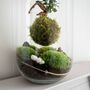 Diy Kokedama Terrarium Kit H: 42 Cm | 'Chamonix', thumbnail 7 of 12