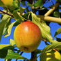 Apple Tree 'Queen Cox', thumbnail 1 of 7