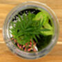 Diy Corked Jar Terrarium Kit | 'Mallorca', thumbnail 7 of 11