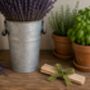 Grow Your Own Lavender Gift Set, thumbnail 8 of 8
