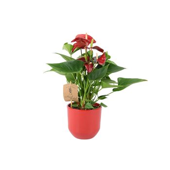 Red Flamingo Flower Anthurium In 12cm Pot, 4 of 9