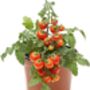 Tomato Plants Bundle Five X Large Plants In 9cm Pots, thumbnail 1 of 4