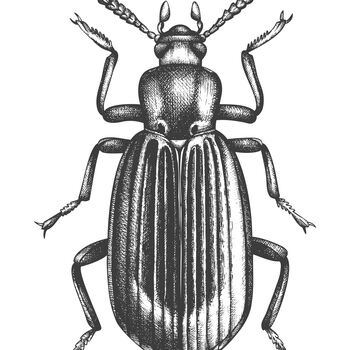 Black And White Insect Illustrations Prints, 3 of 6