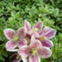 Scented Clematis Freckles, Plant Gift Idea, thumbnail 2 of 3