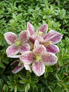 Scented Clematis Freckles, Plant Gift Idea, 2 of 3