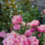 Tulip 'Pink Star' 15 Bulbs – Vibrant Pink Star Shaped Tulips, thumbnail 7 of 7