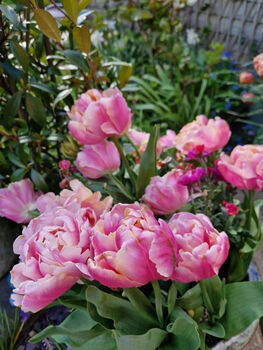 Tulip 'Pink Star' 15 Bulbs – Vibrant Pink Star Shaped Tulips, 7 of 7