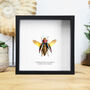 Rainbow Beetle Handcrafted Frame, thumbnail 1 of 3