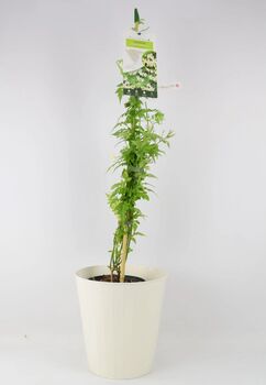 Clotted Cream Jasmine Plant In 3 L Pot – Scented Climber, 5 of 5