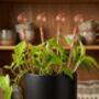 Copper Spiral Plant Support Stake, thumbnail 8 of 9