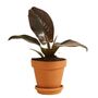 Philodendron Hybrida Imperial Red 10cm Pot, thumbnail 1 of 2