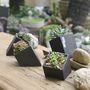 Black Concrete Planter With Choice Of Plant, thumbnail 3 of 8