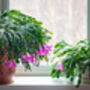 Christmas Cactus Purple Dancer Two X 13cm Pots, thumbnail 3 of 4