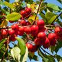 Fruit Tree Crabapple 'Red Sentinel' One X 10 L Pot, thumbnail 5 of 5