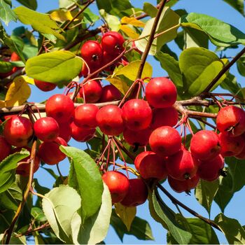 Fruit Tree Crabapple 'Red Sentinel' One X 10 L Pot, 5 of 5