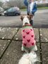 Personalised Knitted Dog Jumper, thumbnail 1 of 2