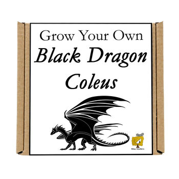 Gardening Gift. Grow Your Own Black Dragon Coleus Seeds, 4 of 4