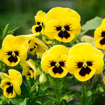 Flowers Pansy 'Yellow Blotch' 20 X Plant Pack, 4 of 4