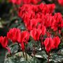 Winter Flower Cyclamen Rouge Six Plants In 10.5cm Pot, thumbnail 1 of 5