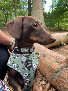 Green Meadow Daisy Dog Harness, 3 of 11