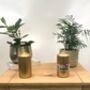 Gold Pillar Candles Two X Candle Pack 130mm X 68mm, thumbnail 3 of 3