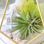 Gold Geometric Terrarium Kit With Air Plant Lover Gift Mother's Day, thumbnail 3 of 9