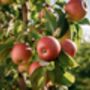 Apple Fruit Trees Two X 10 L Pots, thumbnail 5 of 6