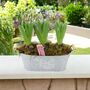 Fragrant Potted Hyacinth Trough – 3 Set, thumbnail 6 of 7
