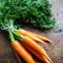 Carrot 'Chantenay' 12 X Plant Pack, thumbnail 4 of 6