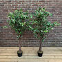 Pair Of Artificial Topiary Fig Trees, thumbnail 1 of 6