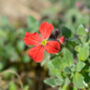 Flowers Aubretia Red Six X Plug Plant Pack, thumbnail 5 of 5