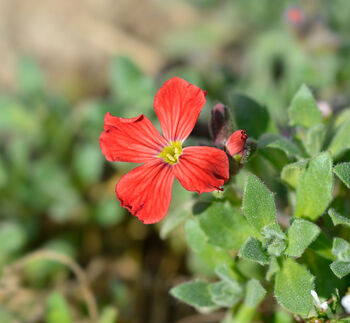 Flowers Aubretia Red Six X Plug Plant Pack, 5 of 5