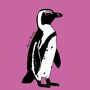 African Penguin Print On Pink, thumbnail 5 of 5