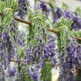 Dried Lavender Bunch, thumbnail 4 of 4