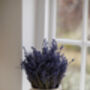 English Dried Lavender Two Bunches As A Gift, thumbnail 2 of 7