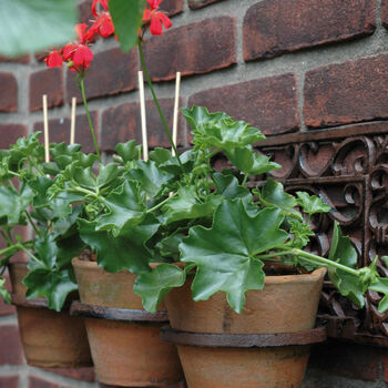 51cm Heavy Cast Iron Flowerpot Holder For Flower Pots Wall Mounted, 3 of 4