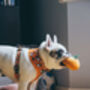 Trick Or Treat Harry Halloween Dog Harness, thumbnail 9 of 10