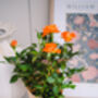Mini Orange Rose, thumbnail 1 of 4