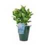 Blue Hydrangea 3 L Pot – Stunning Summer Flowering Shrub, thumbnail 2 of 8