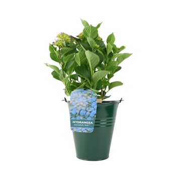 Blue Hydrangea 3 L Pot – Stunning Summer Flowering Shrub, 2 of 8