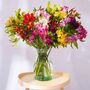 Guernsey Mixed Alstroemeria Fresh Flowers, thumbnail 1 of 3